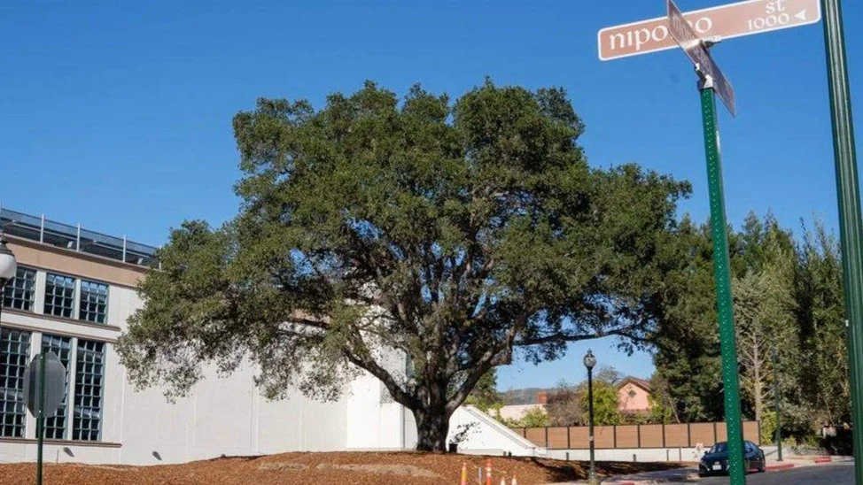 You will be missed, old friend.🌳💚

Learn more &mdash; link to article in bio.