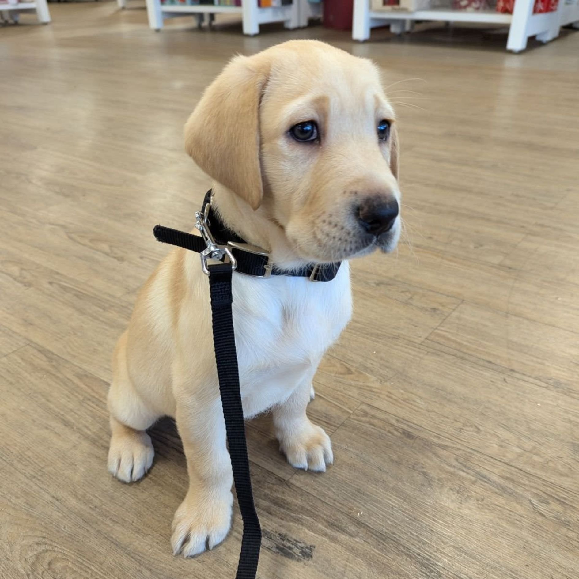 Meet Puppies-In-Training!