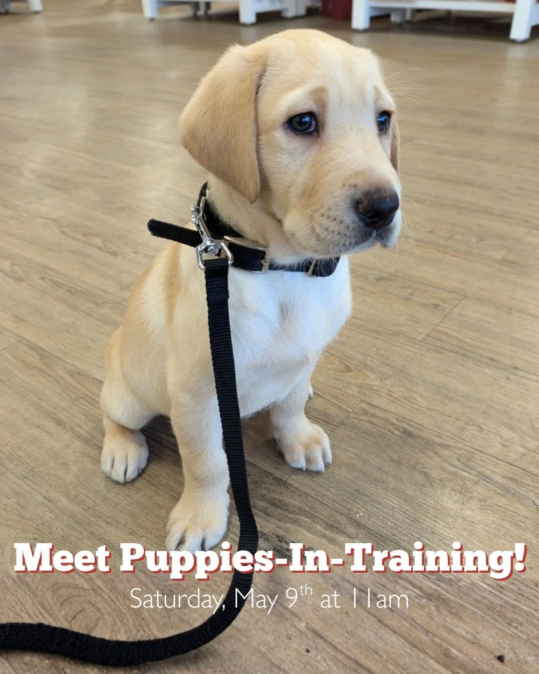 Meet Puppies-In-Training! 🐾

Saturday, May 9th at 11 AM
San Luis Obispo Children&rsquo;s Museum

Join Guide Dogs for the Blind &ndash; San Luis Obispo Puppy Raisers to meet their puppies and learn what it takes to be a puppy raiser. Ever wondered ho