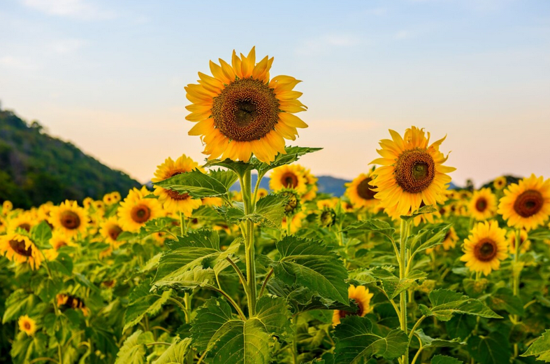 Help the Bees: Plant Sunflowers to Take Home