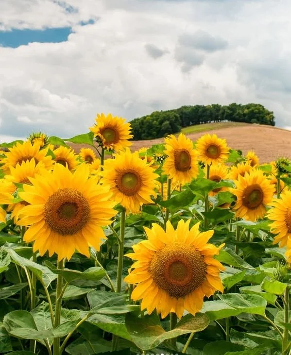 Let&rsquo;s Help the Bees: Plant Sunflowers to Take Home🌼
Saturday, June 13 at 11 AM

Bees love sunflowers! Decorate a mesh grow bag, add soil, then plant sunflower seeds from a variety of flowers. Take it home to plant and nurture.