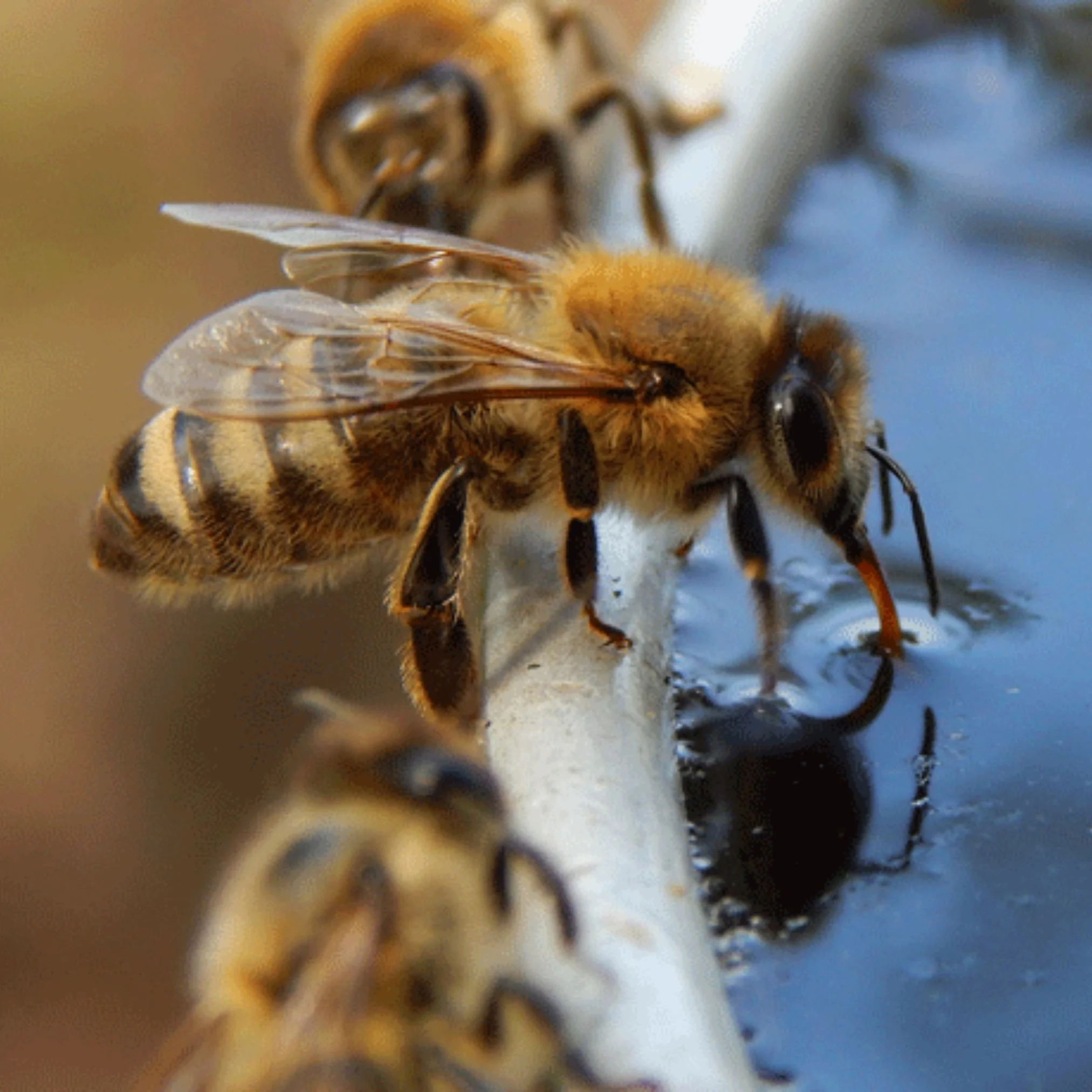 Let’s Help the Bees: Make a Bee Watering Station 🐝