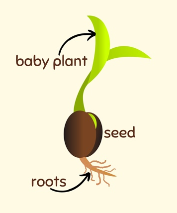 What's Inside a Seed?