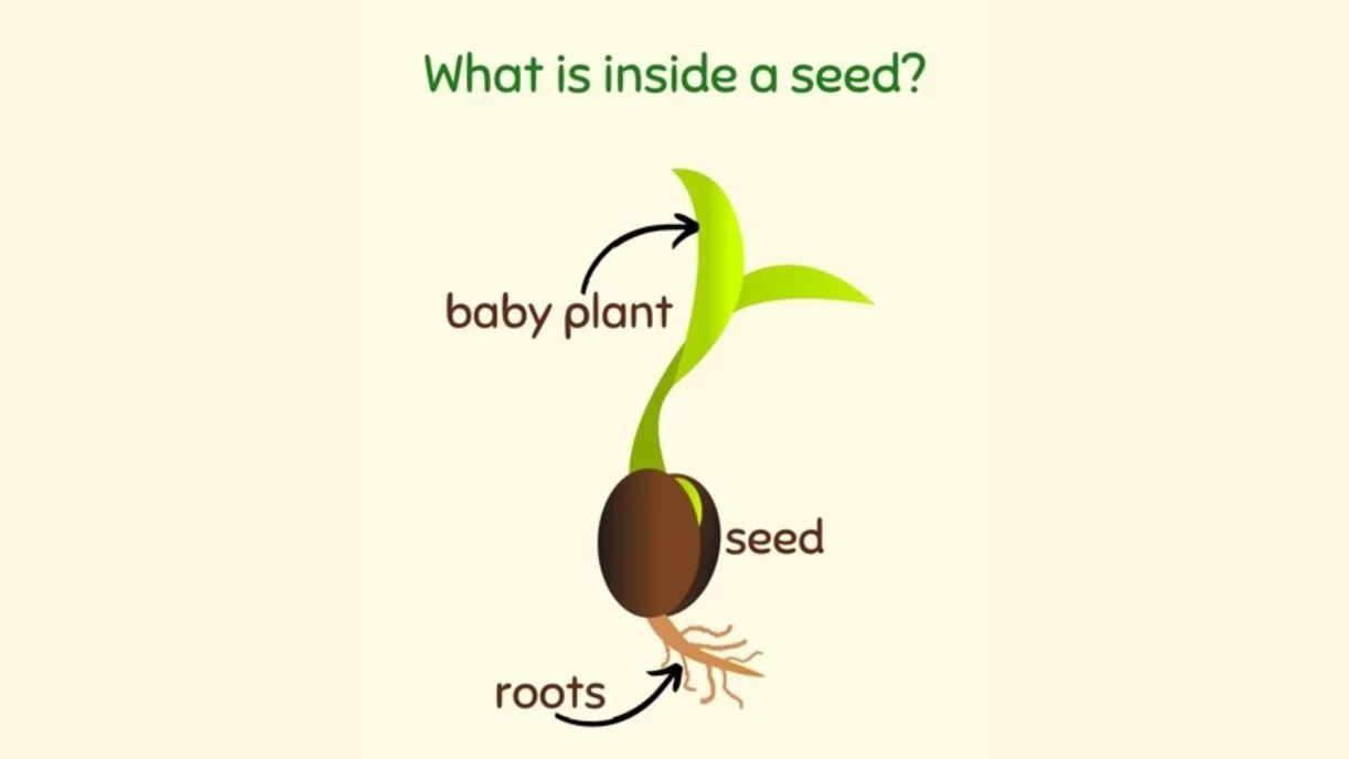 What's Inside a Seed?