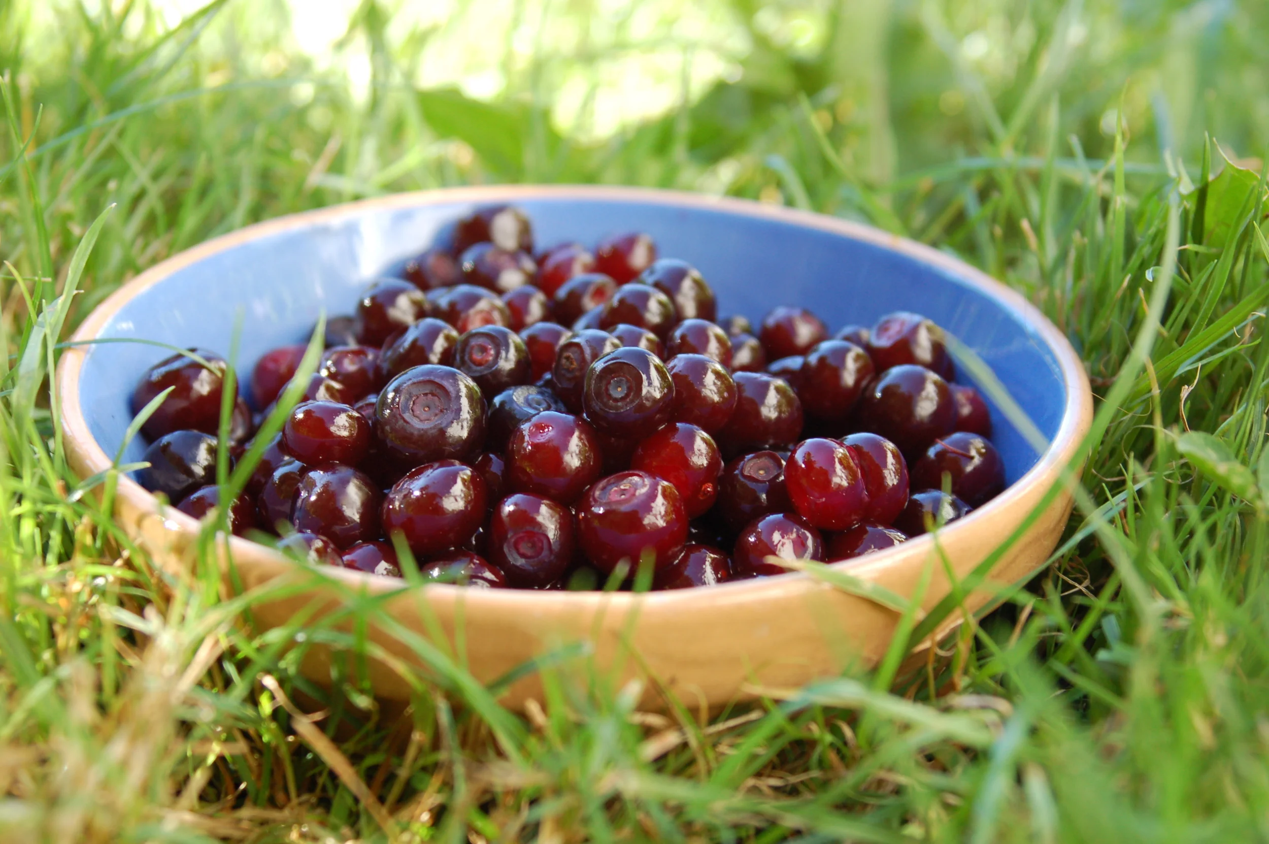 Local Wild Huckleberries