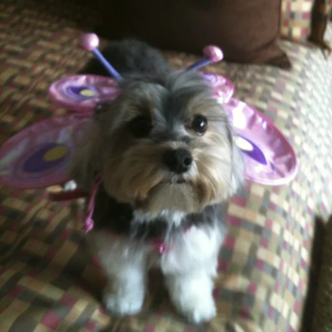 Roma, the Wonder Dog. Director, and High Priestess of Manhattan Rep!