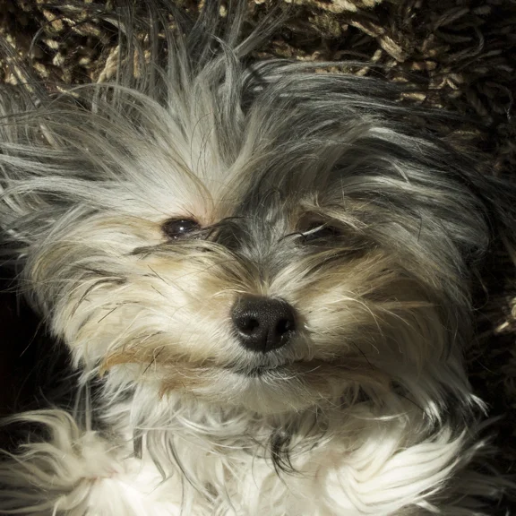 Roma, the Wonder Dog Artistic Dogrector, Manhattan Rep