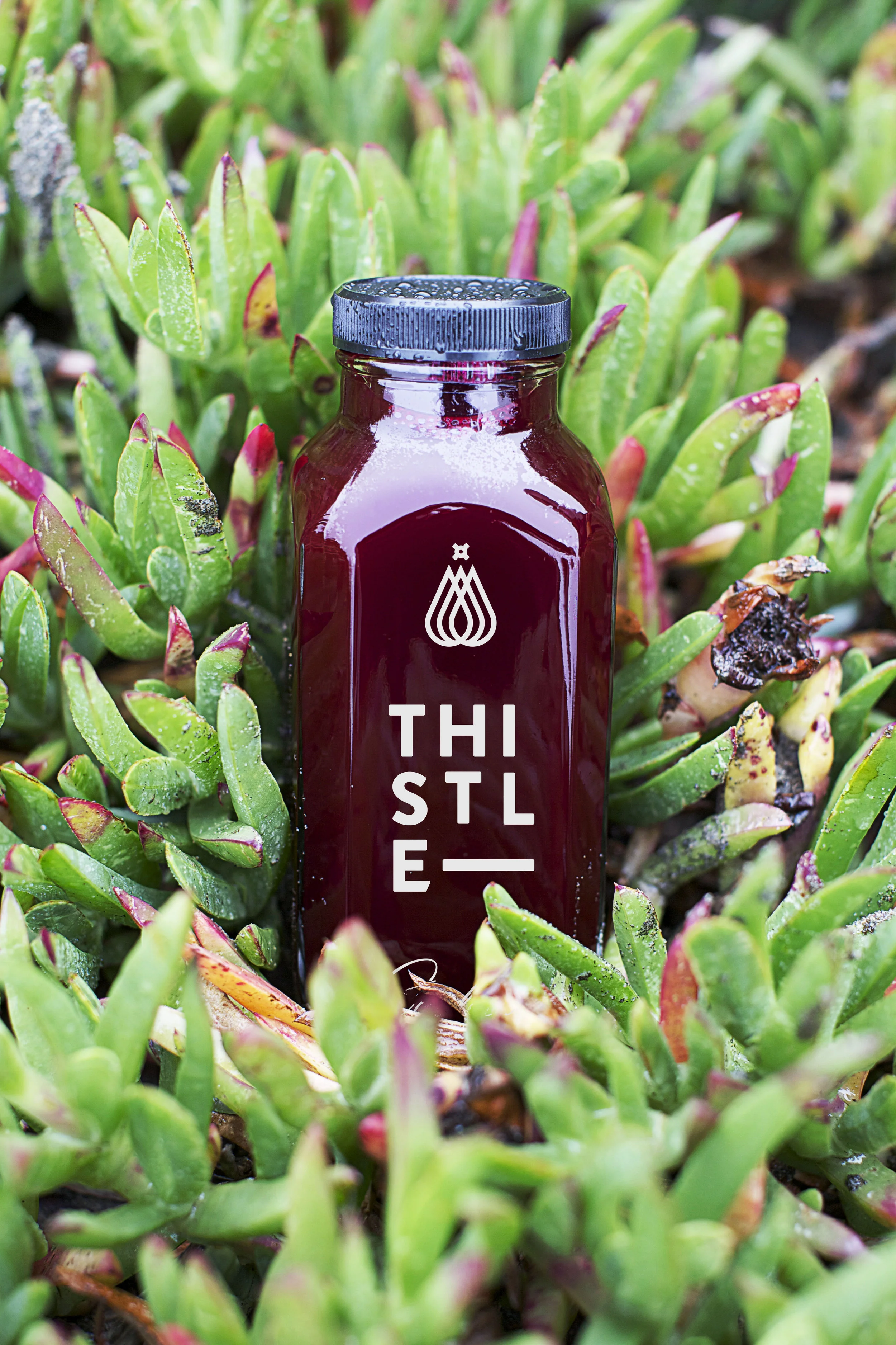Thistle_Bottle_Beet_v01.jpg