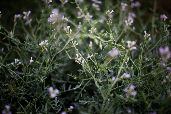 Thistle_Product_01.jpg