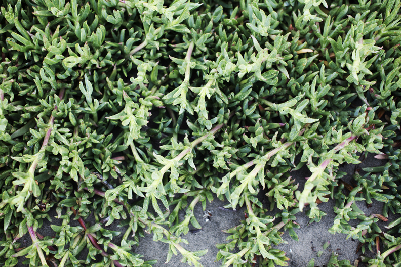 Thistle_Product_06.jpg