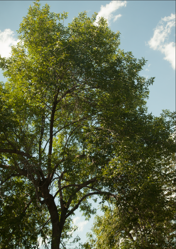  I literally looked out my apartment window and shot a photo of this tree. Uninspired or work of art... you be the judge. 
