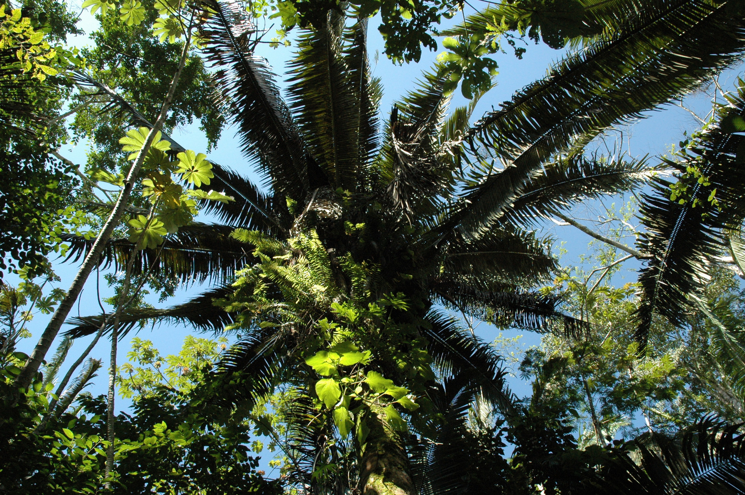 Cohune Palm.JPG