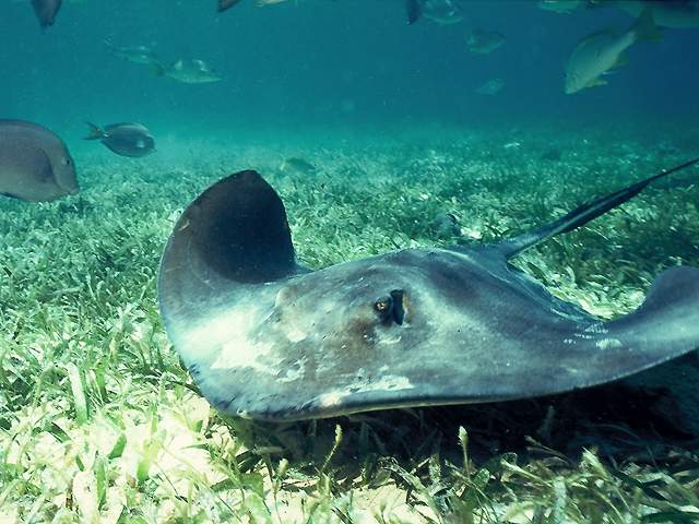 Sting Ray.jpg