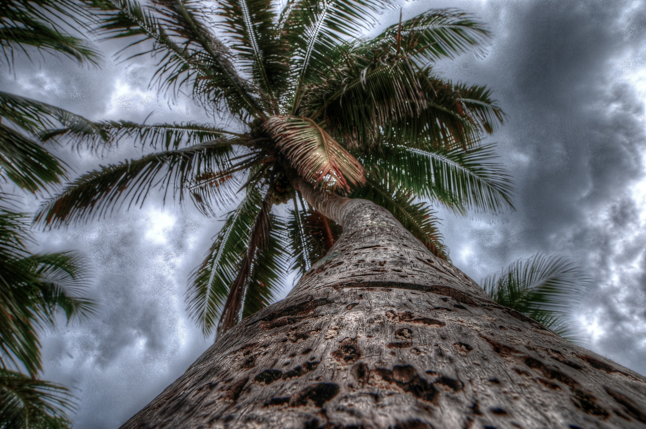 PalmTree HDR 2.jpg