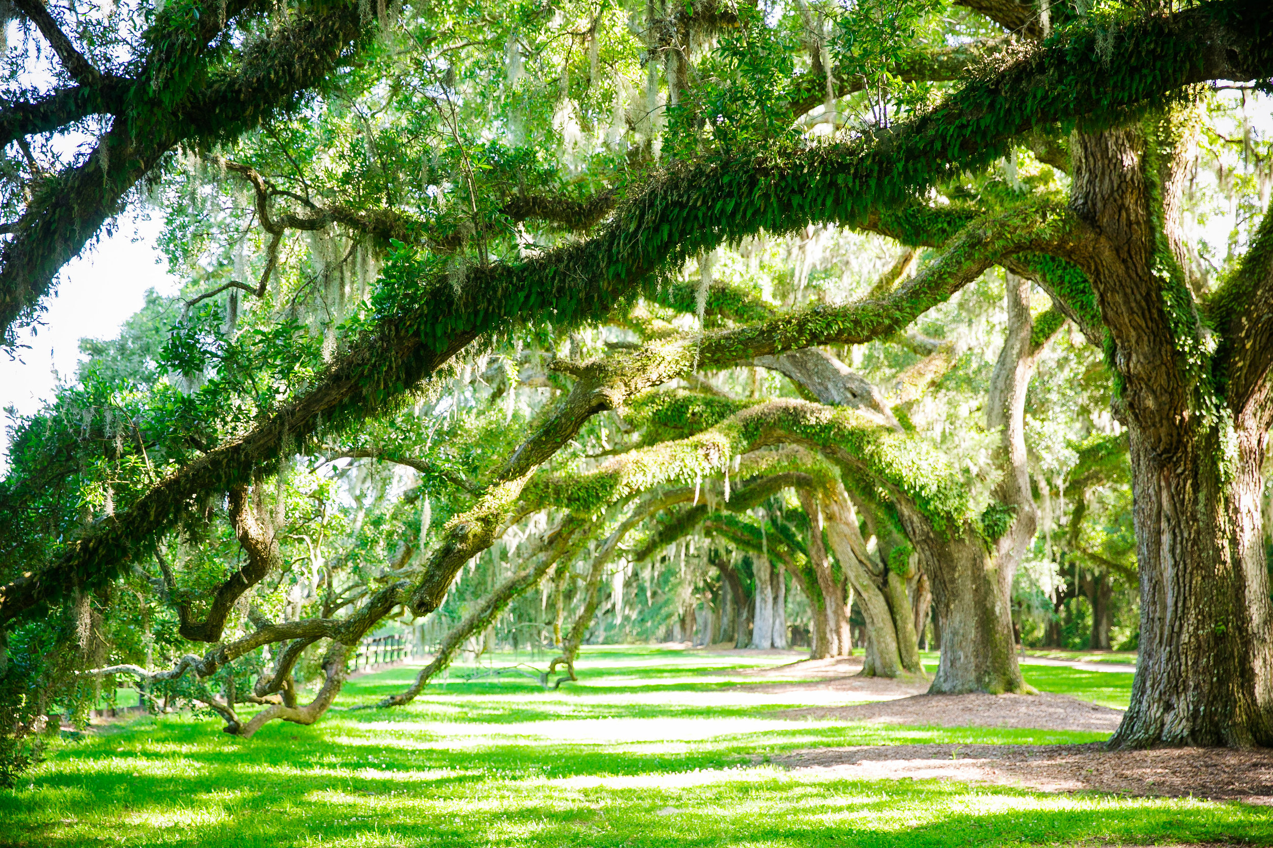 boone-hall-plantation-charleston-wedding-venue