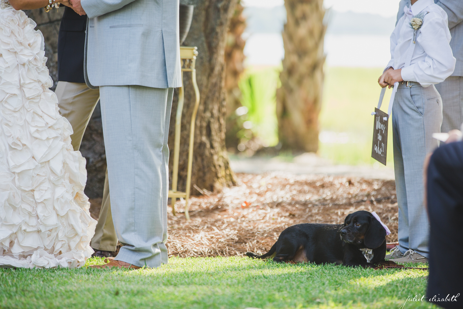 dog-included-in-wedding-ceremony