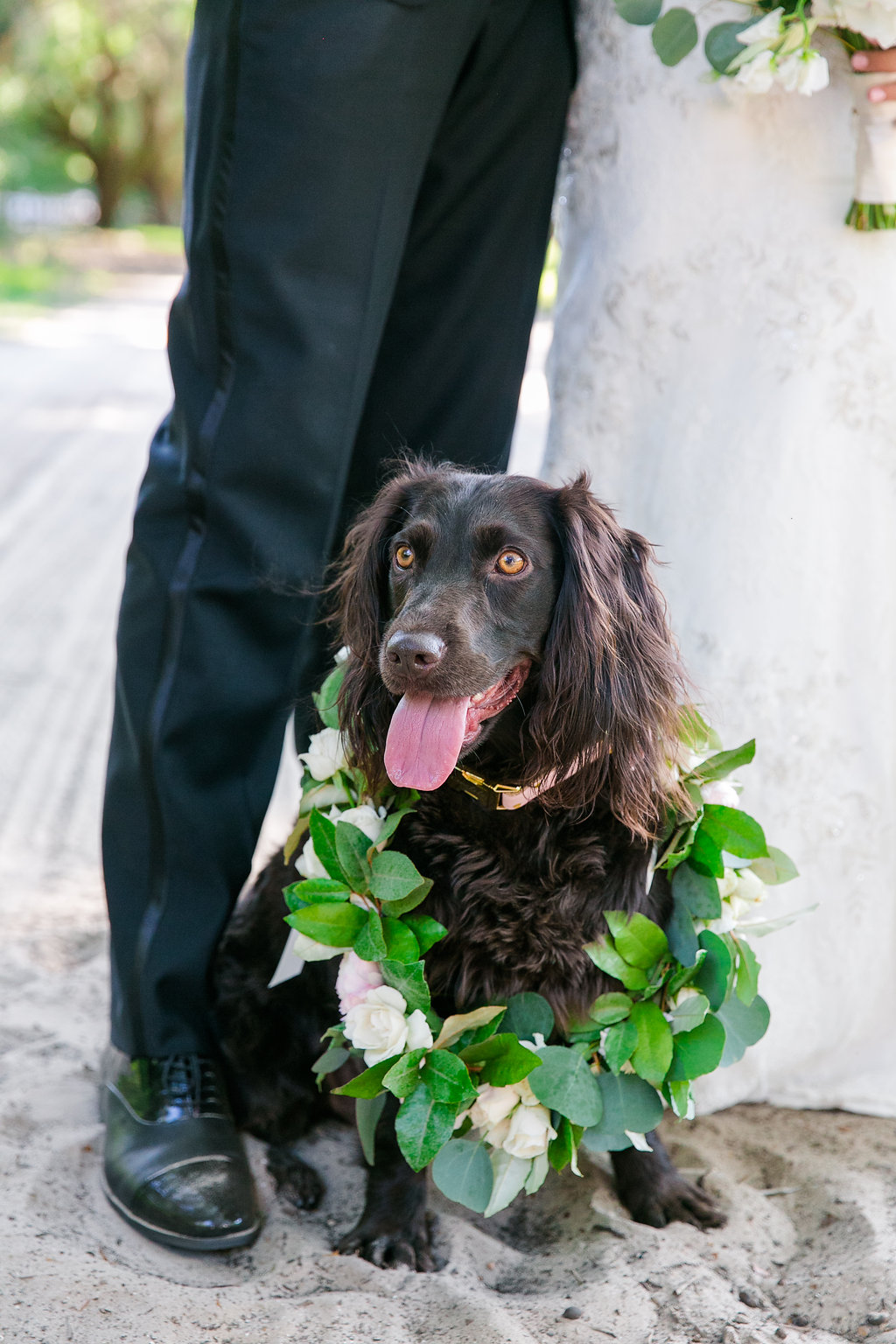 dog-with-floral-wreath-wedding-day