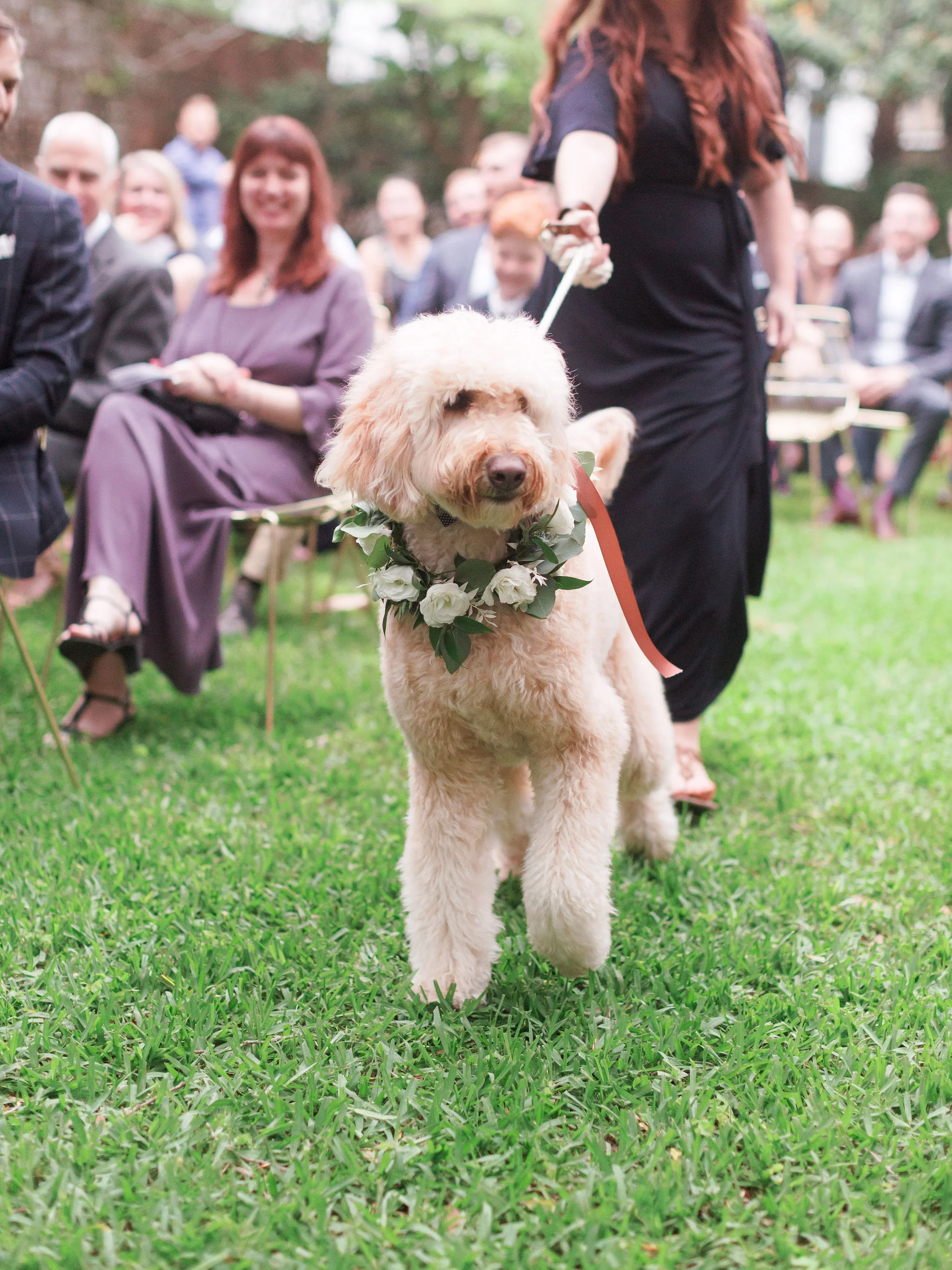 Dog Ringbearer
