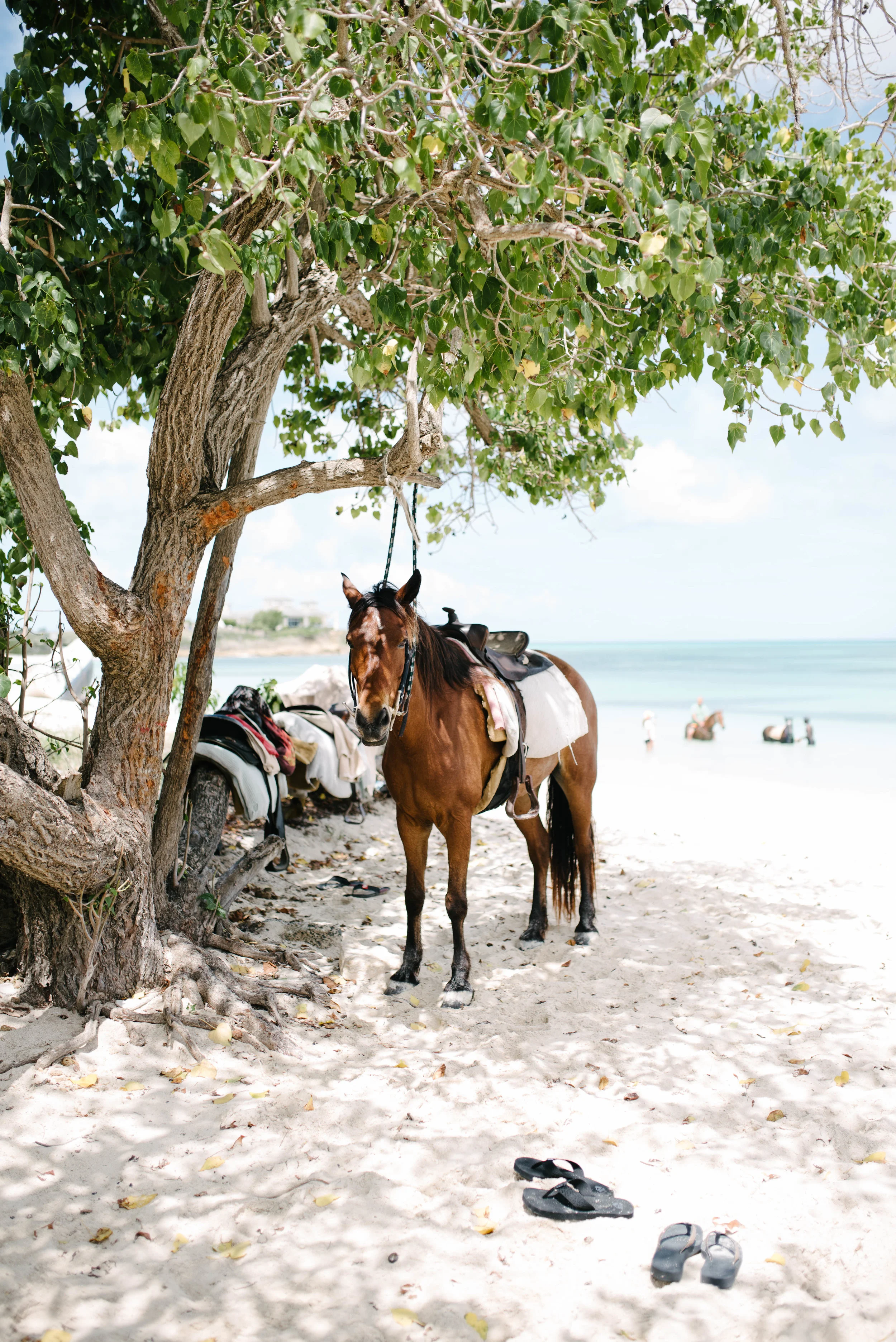 Behind the Scenes, Antigua 