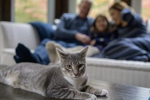 Relaxing Sunday eves. I love them! 🥰🤗 I also love when pets get into the family photos. (Even if they don’t really want to) #catsofinstagram 🤪 🐈😹🥰 #cozyvibes #sundayvibes #fallholidays #tistheseason #carlyjaraphotography #cats #petsofinst