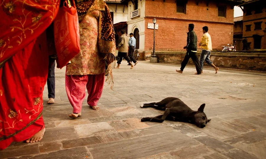 a homeless dog lies near the Pashupatinath temple grounds.jpg