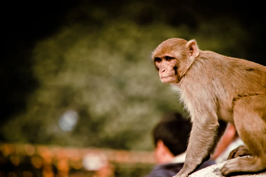 there is an abundance of monkeys around the Pashupatinath temples in Kathmandu.jpg