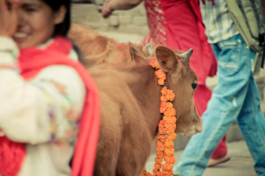 garland cow.jpg