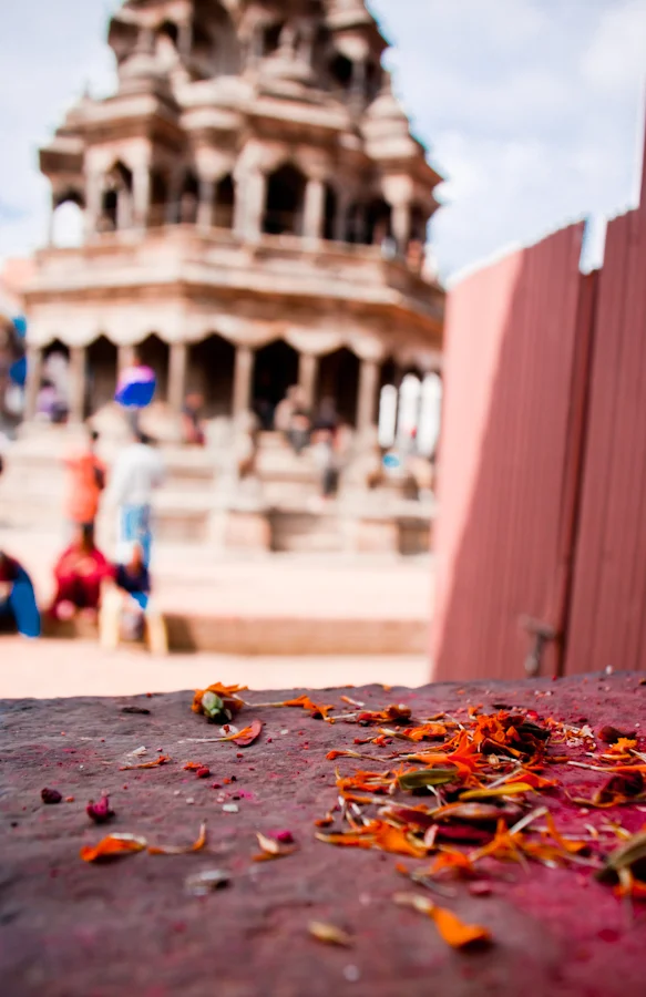 splashes of marigold.jpg