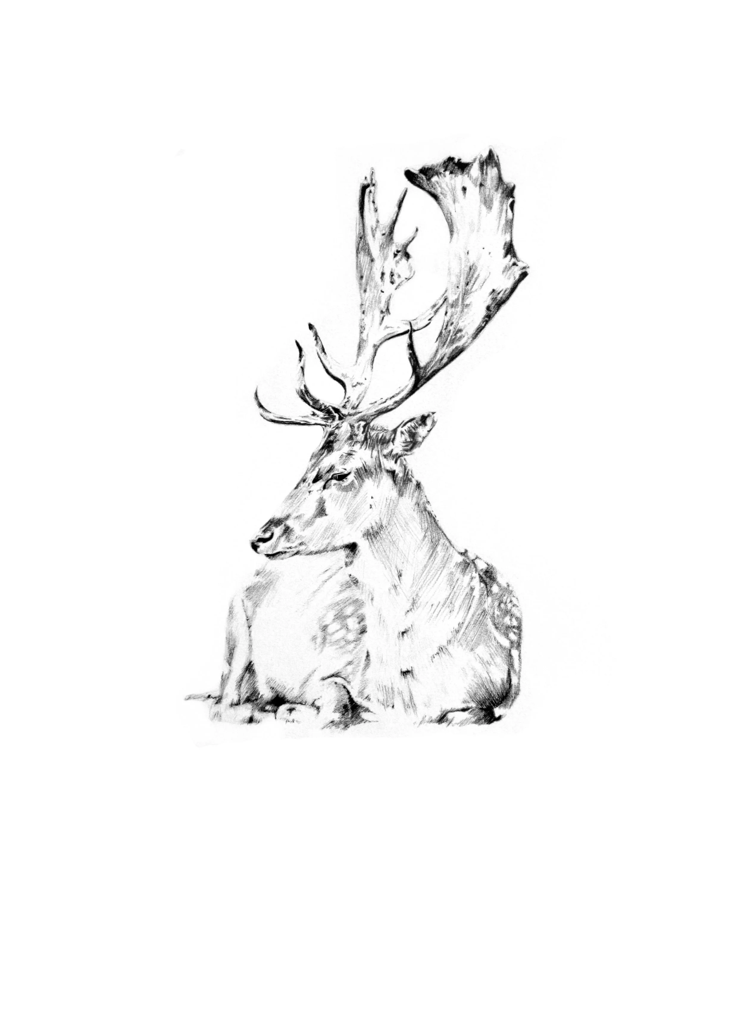 FallowDeerCard.jpeg