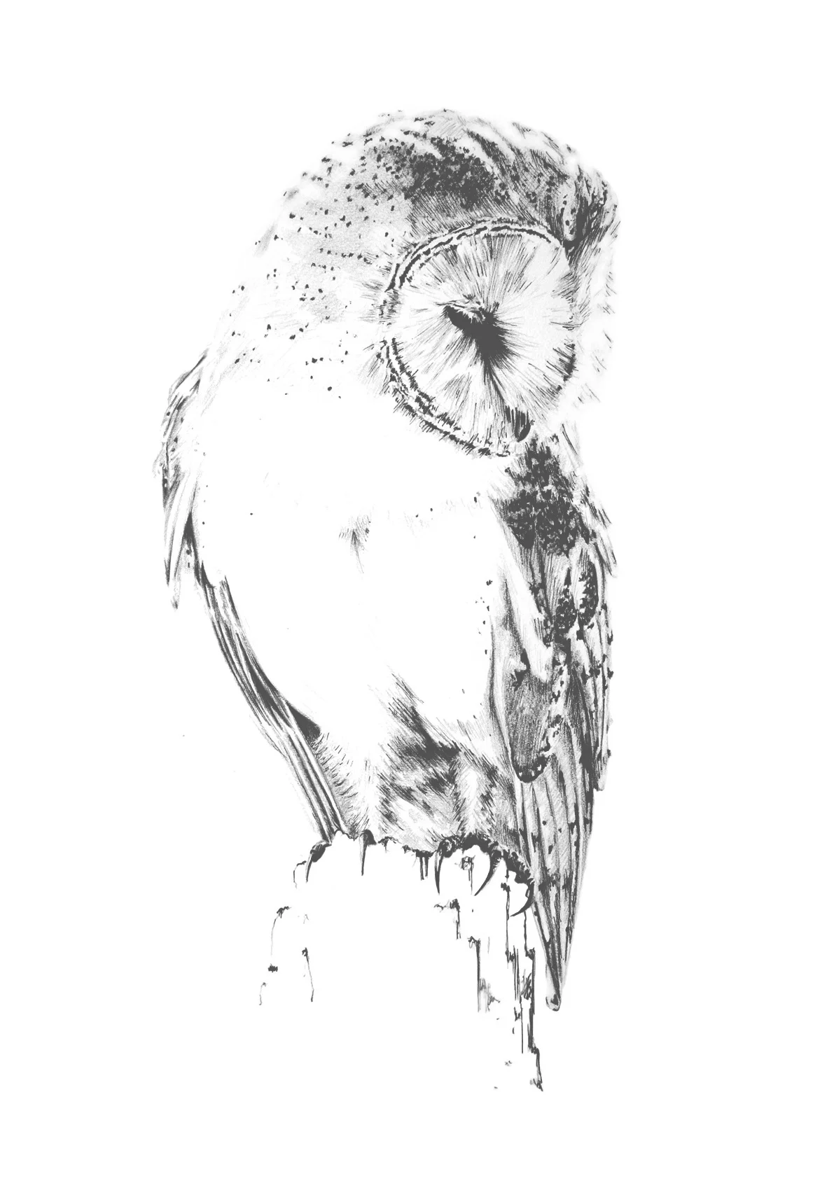 BarnOwl2.jpg