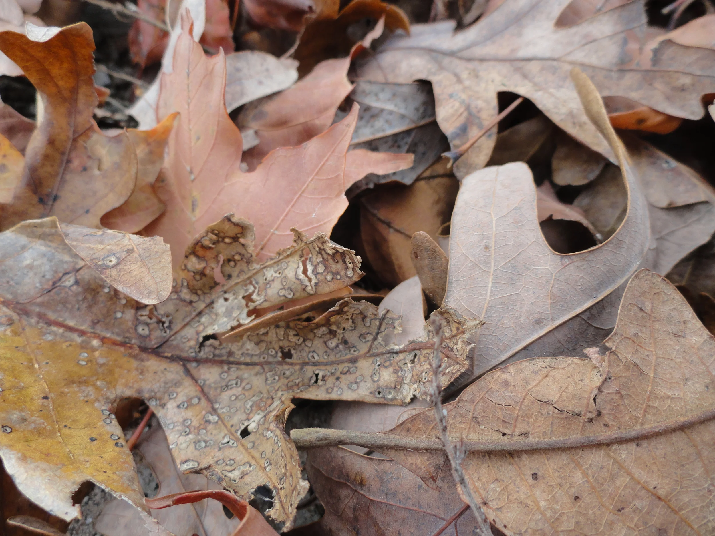 Leaf Raking Party