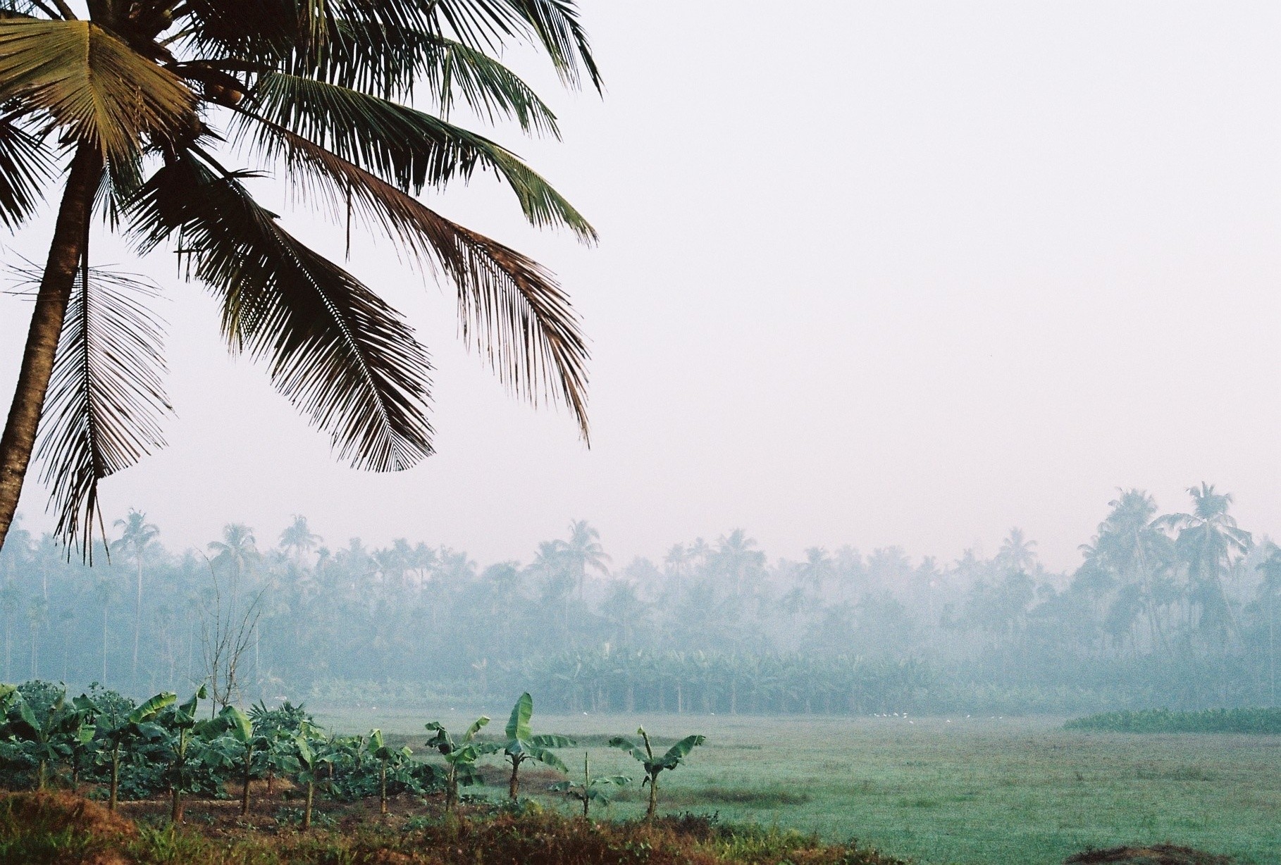 Banana plantation. Kerala