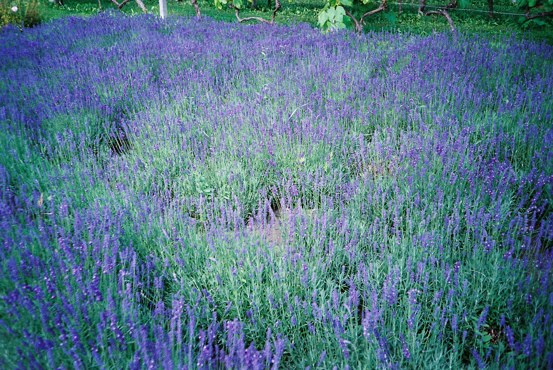 Purple field. Copenhagen