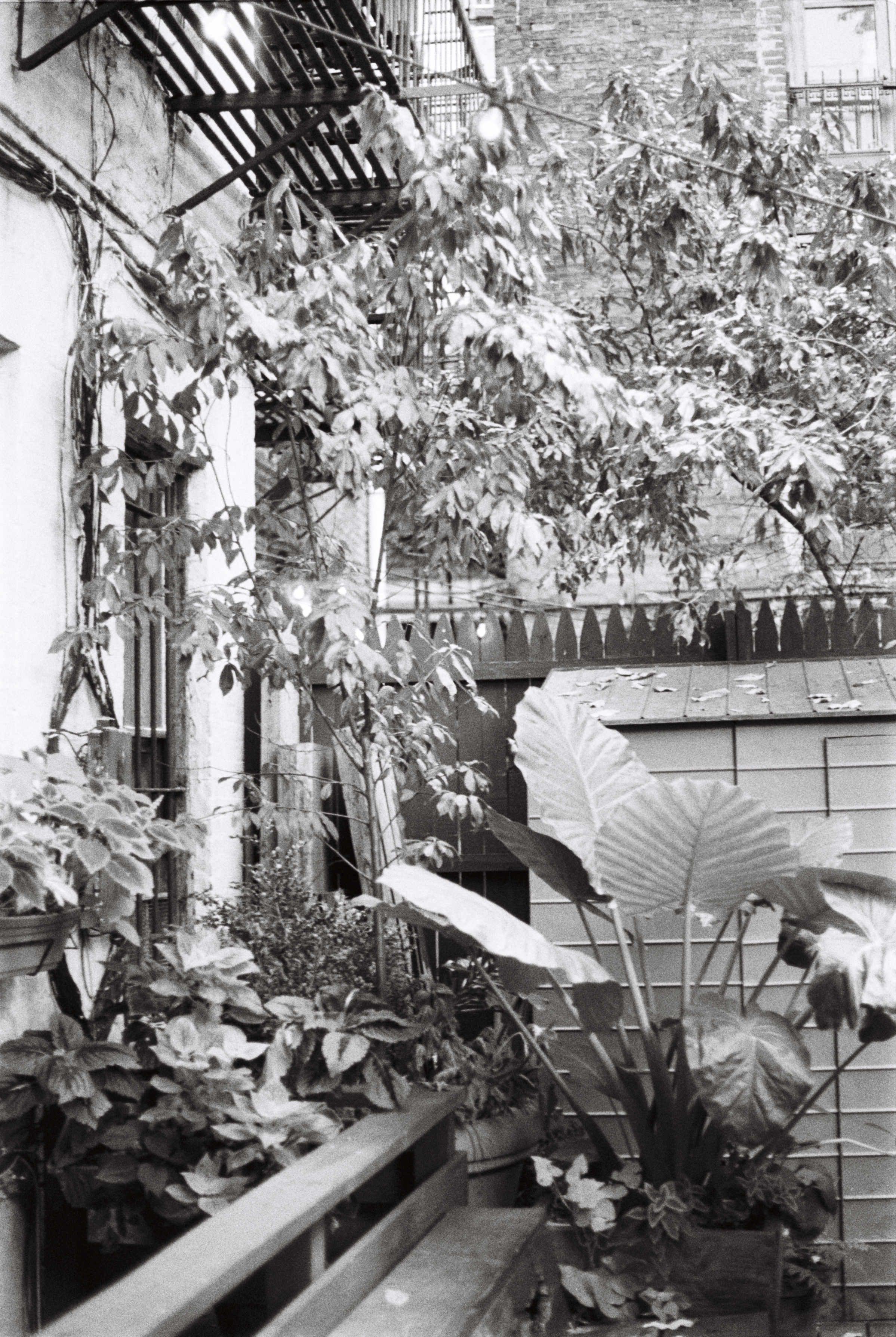 Backyard. Soho