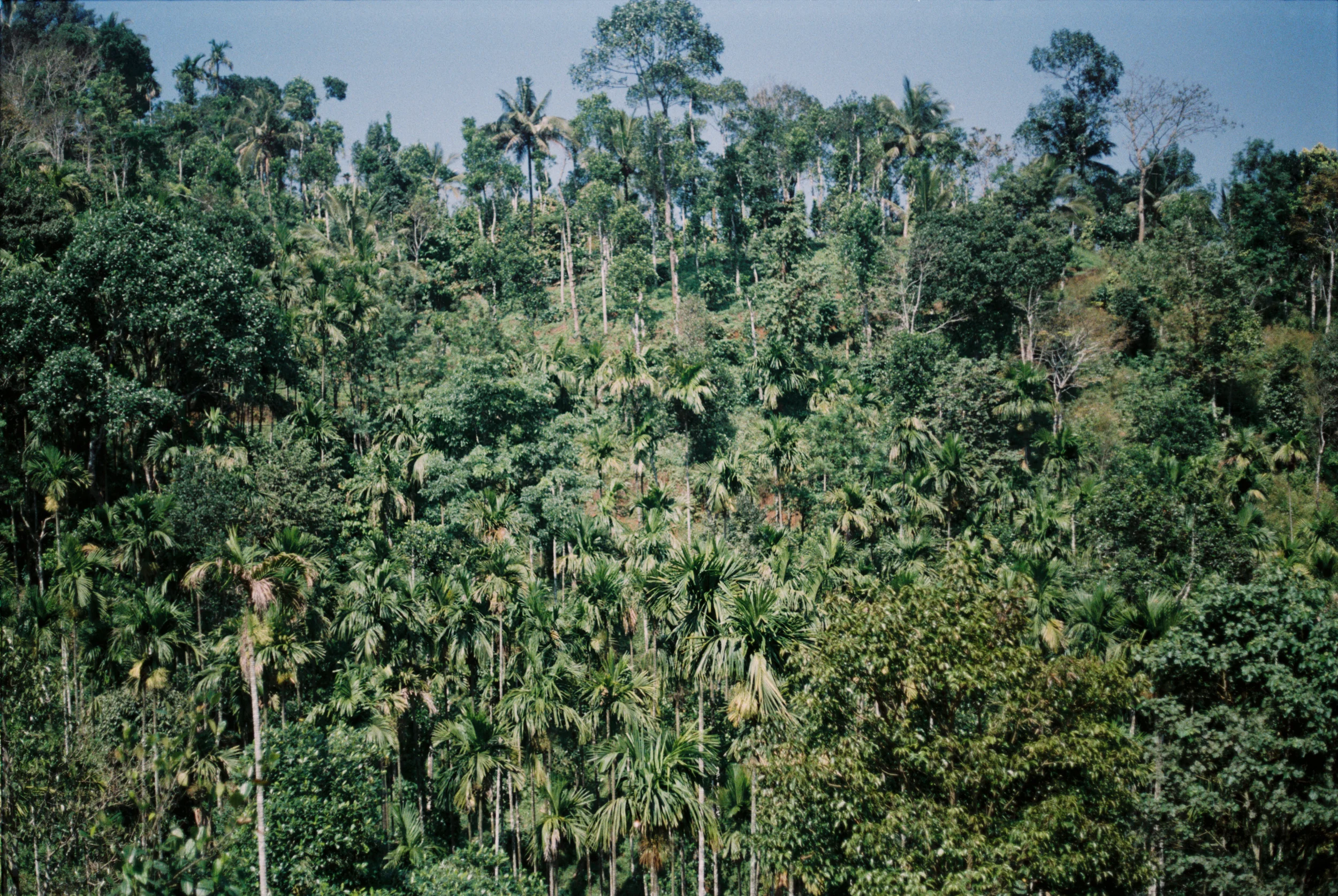Palms. Wainad
