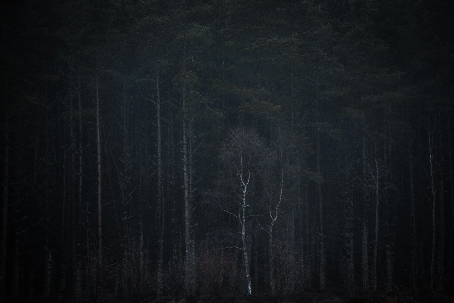 © Valda Bailey