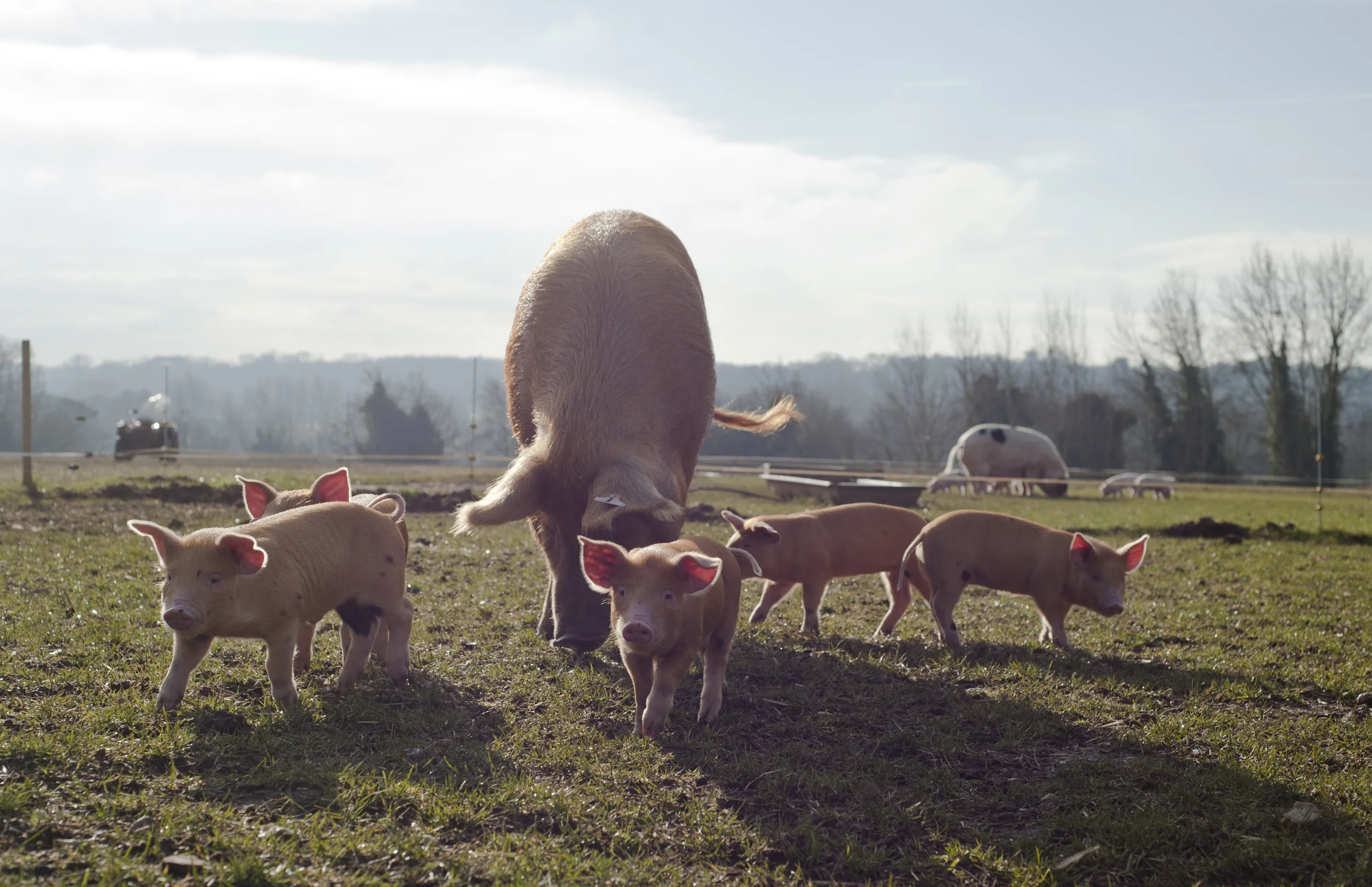 Happy little piglets on their land near Woodbridge, Suffolk