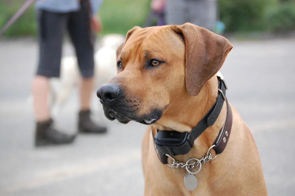 dogs 026.jpg