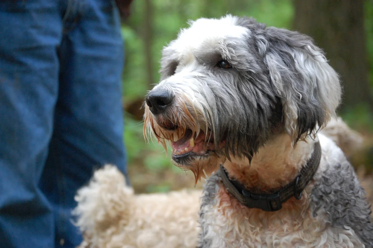 dogs 120.jpg