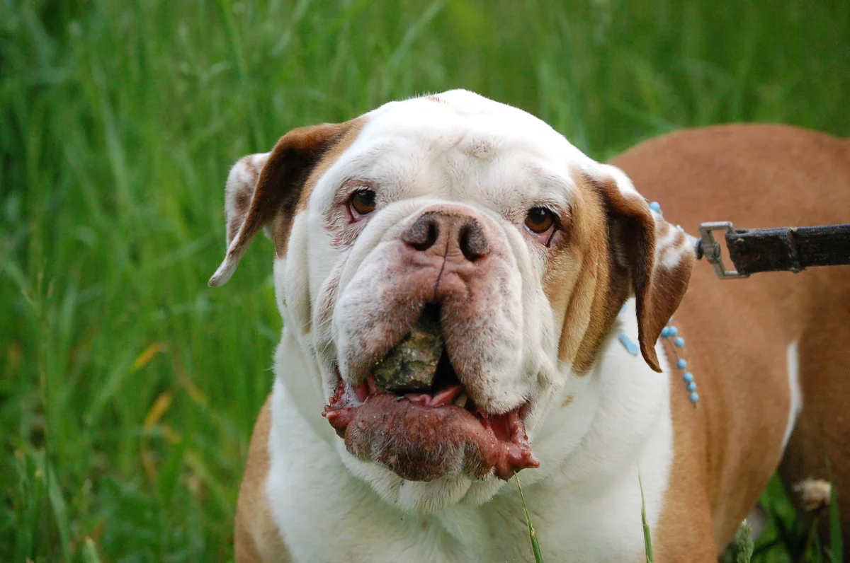 dogs 296.jpg