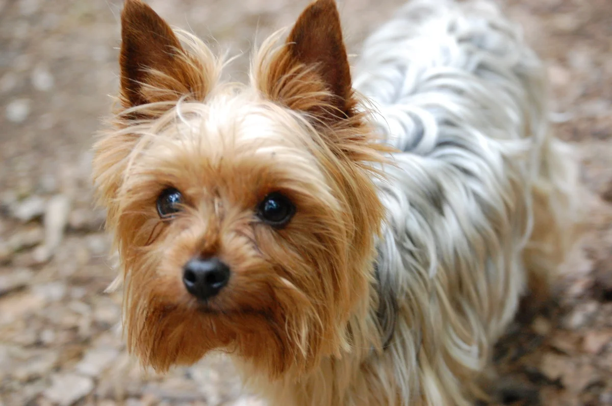 dogs 091.jpg