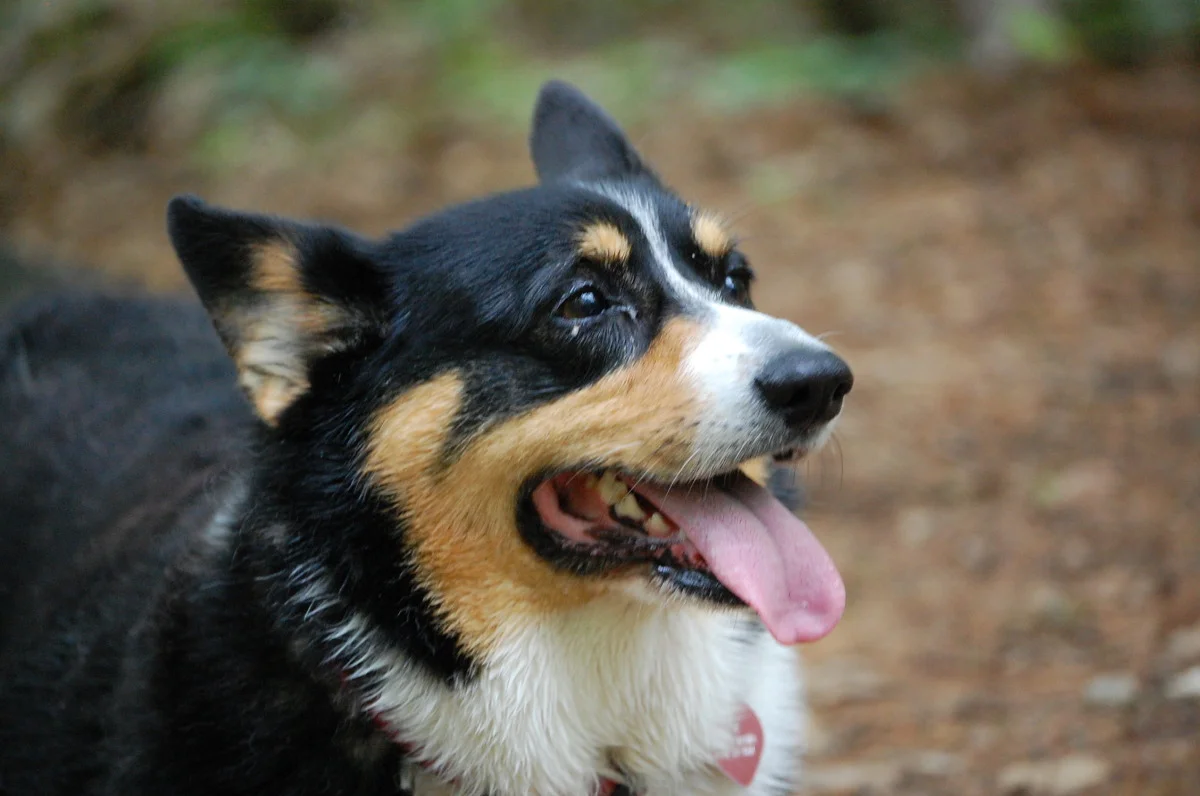 dogs 078.jpg