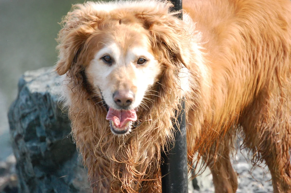 dogs 556.jpg