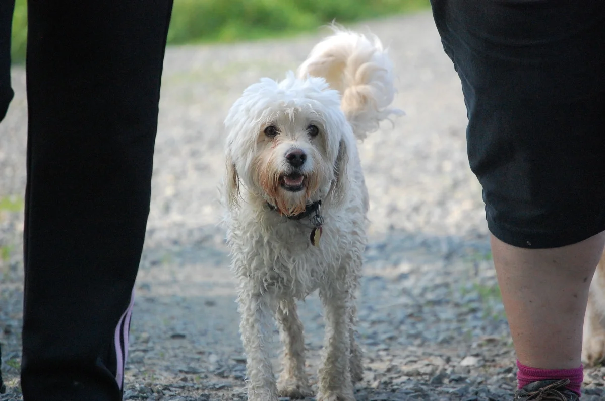 dogs 580.jpg