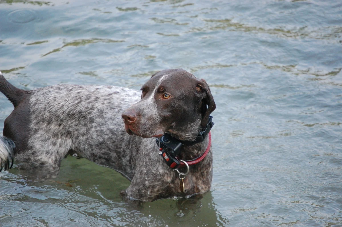 dogs 367.jpg
