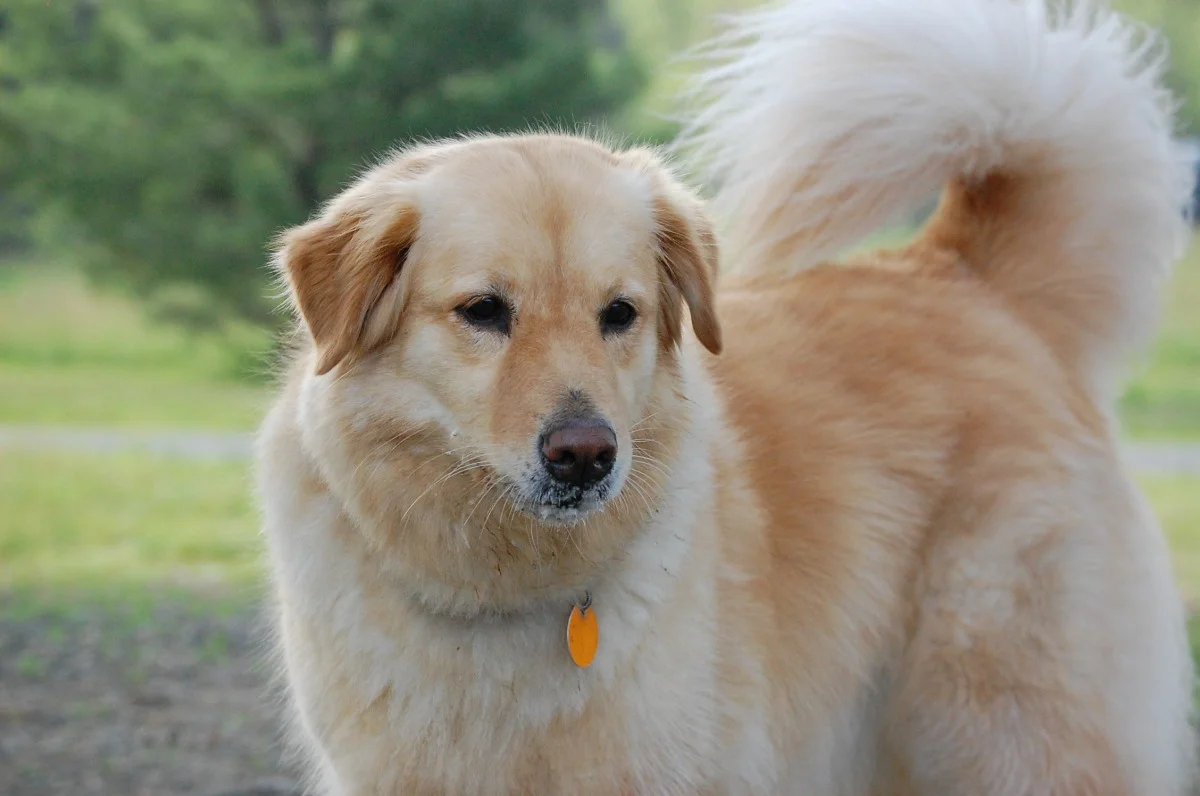 dogs 409.jpg