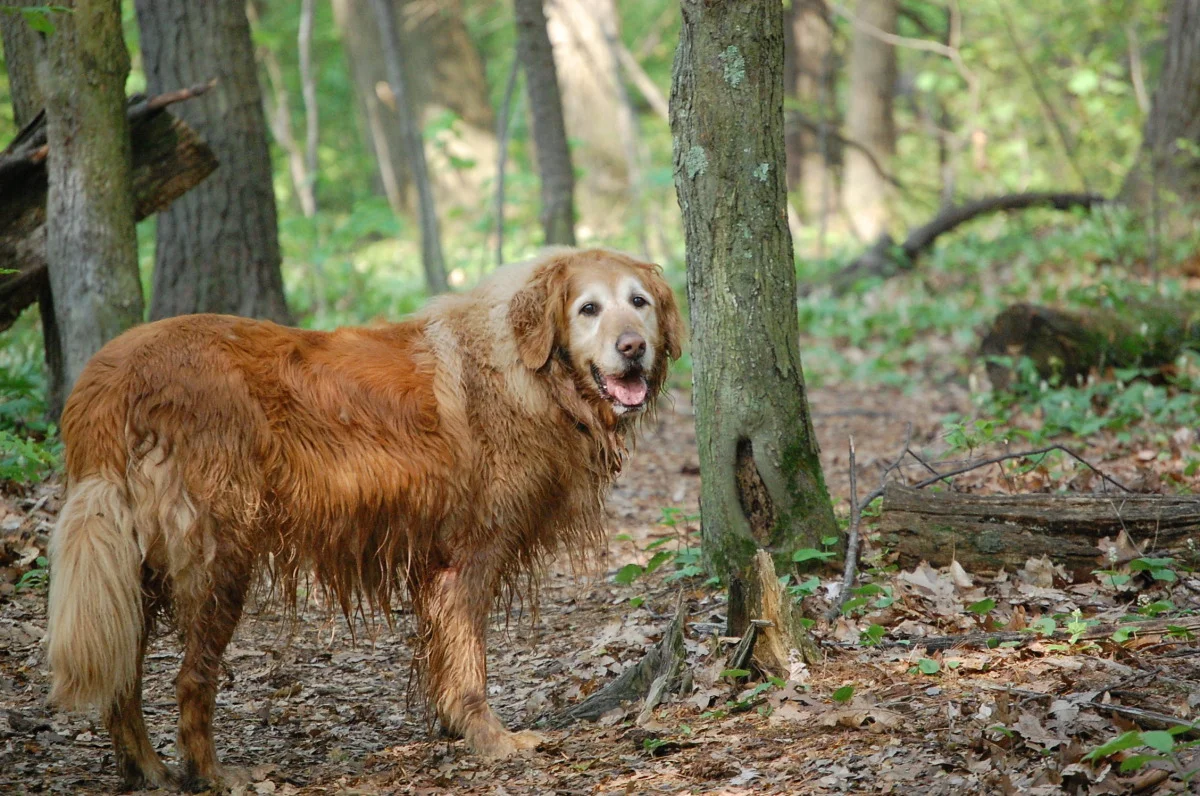 dogs 858.jpg