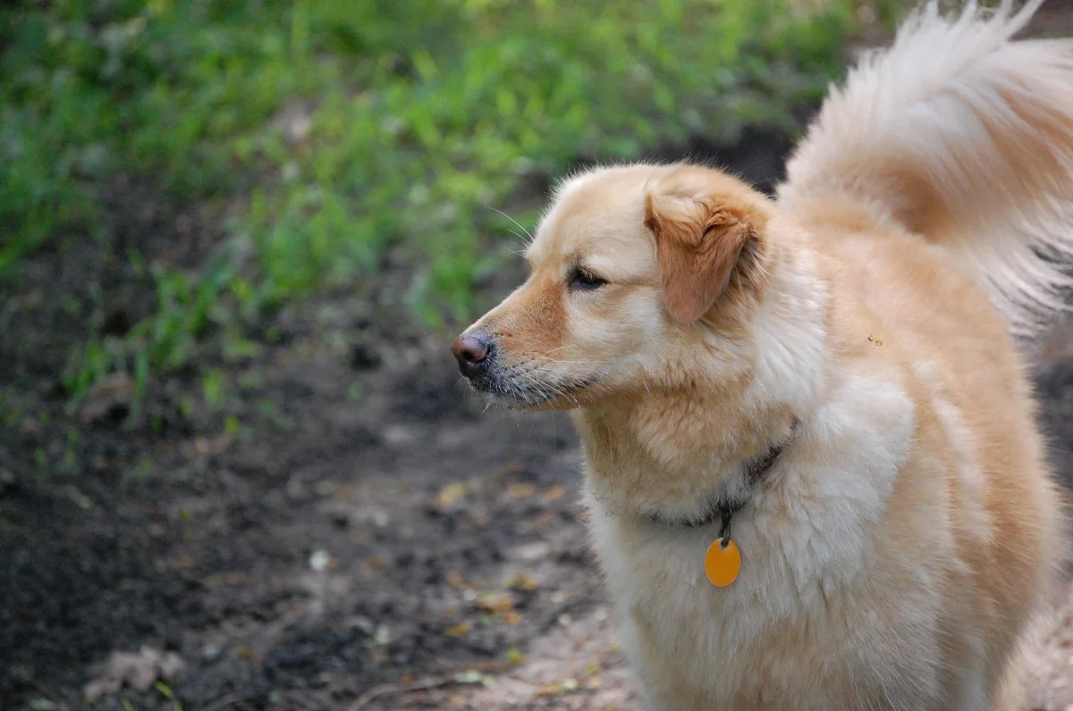 dogs 826.jpg