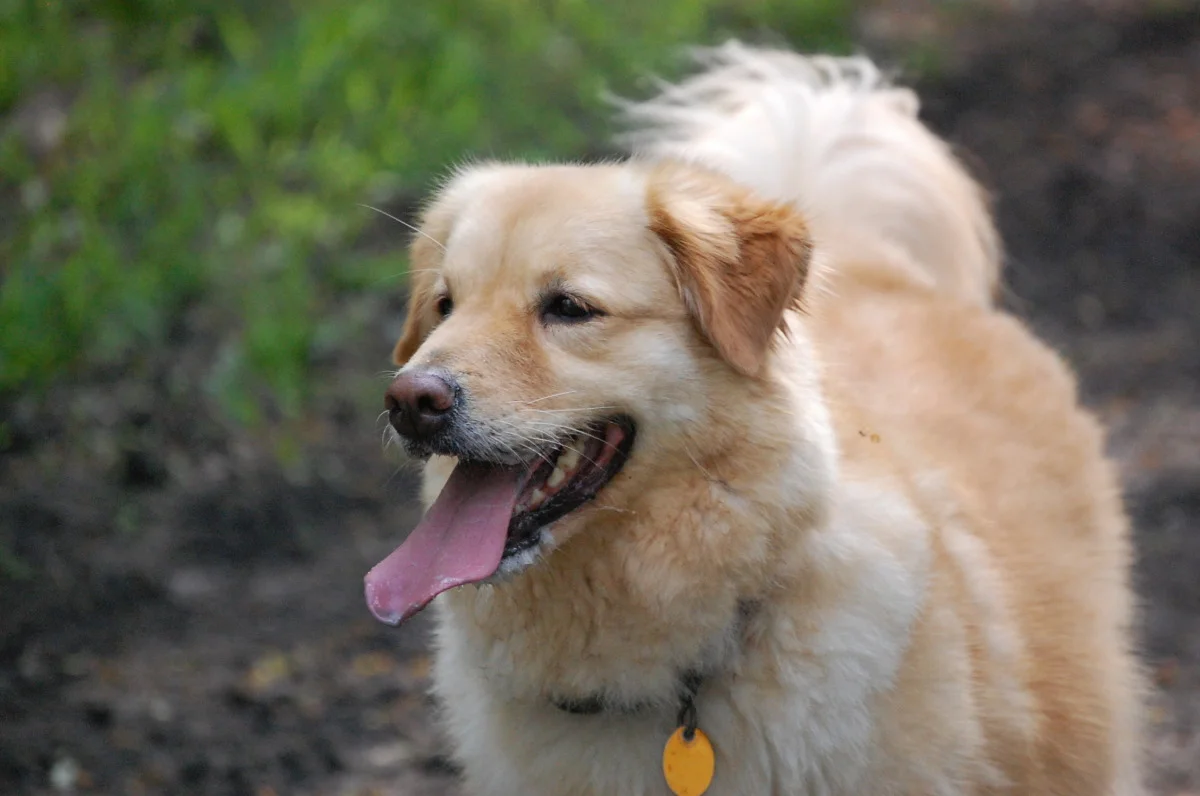 dogs 829.jpg
