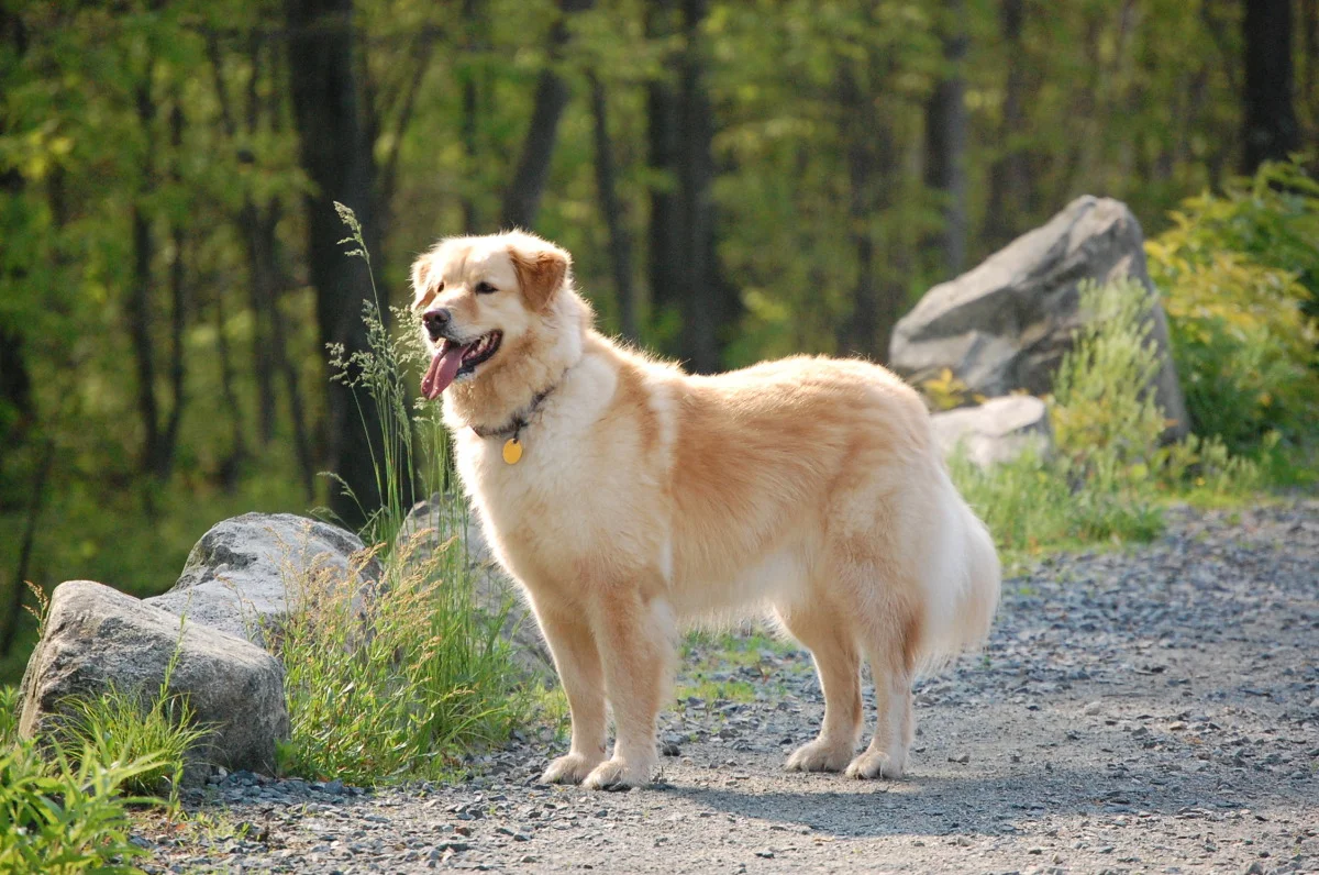 dogs 683.jpg